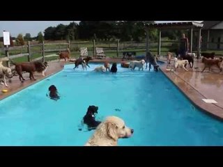 These Dogs Beat the Late Summer Heat With a Swim