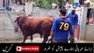 Dangerous Cow Qurbani - Professional Qasai 2016 - 2017 - Funny Video - YouTube