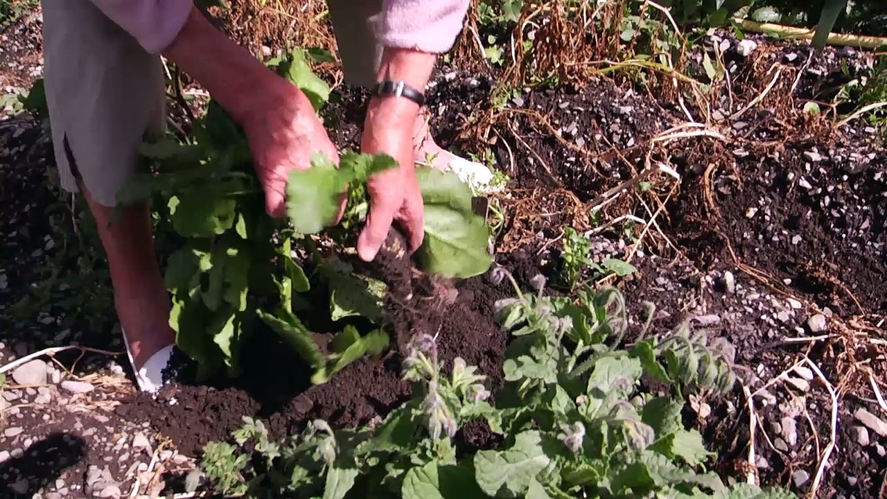 Hautes-Alpes : Le navet de Crévoux, une exclusivité de la commune qui compose un plat unique