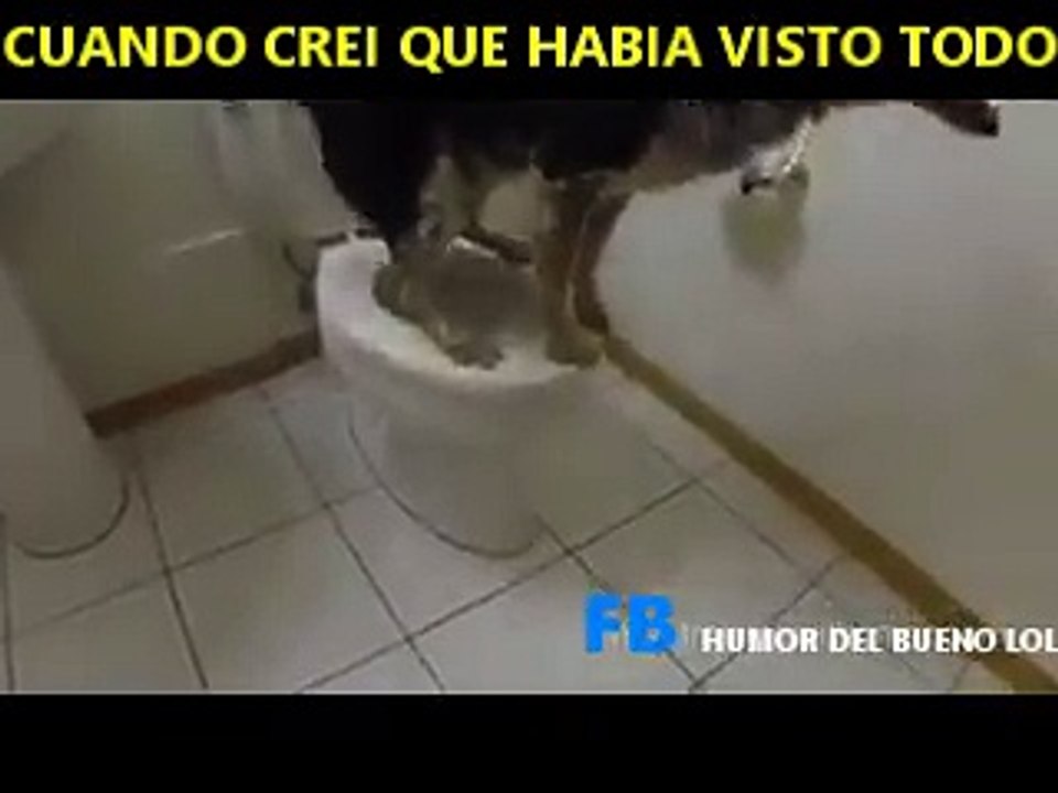 cuando crei haberlo visto todo sale este perro