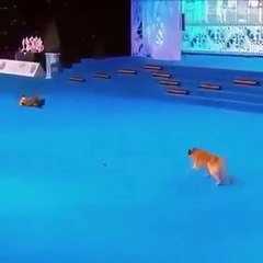 educando a tus mascotas