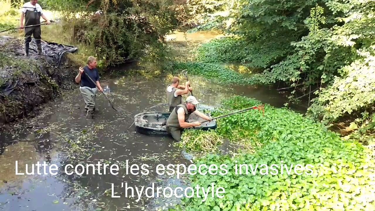 Le ministre Collin visite des chantiers de lutte contre les plantes envahissantes.