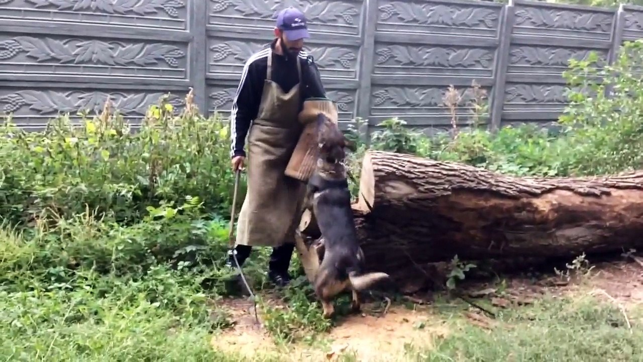 Diksy 1,9 years Dog training Centre Aus Sursko-Litovsk