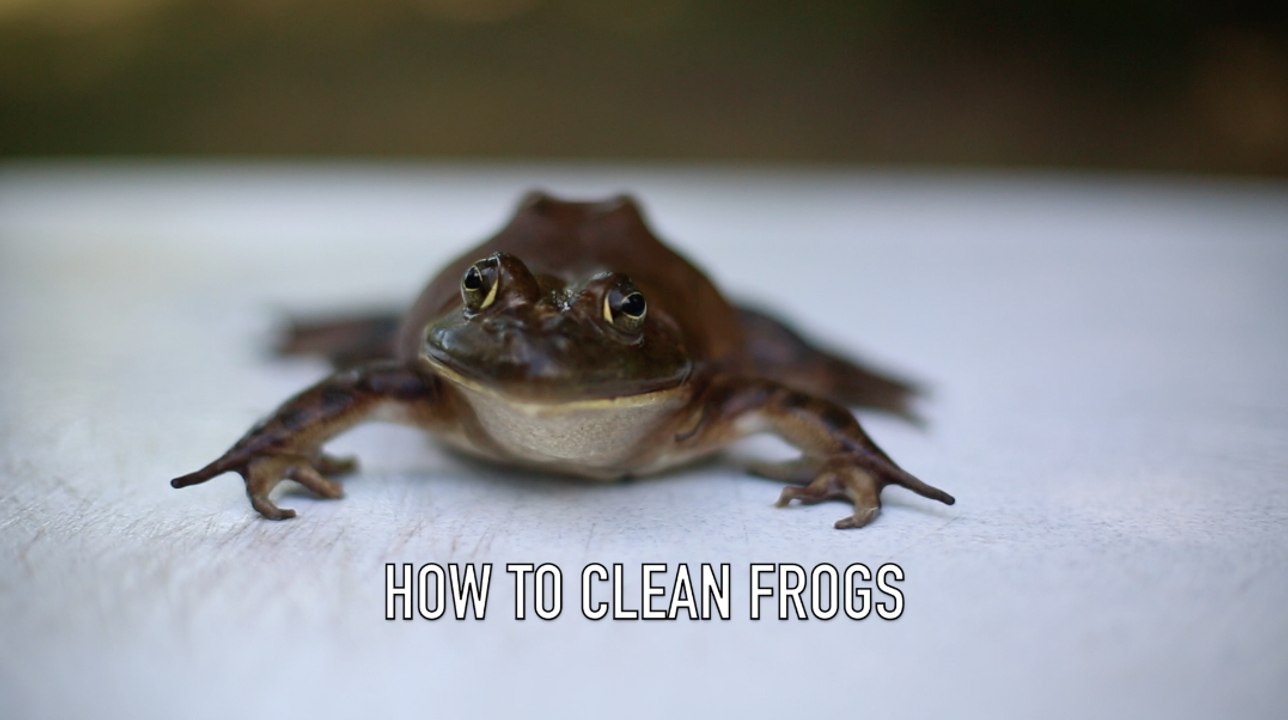 How to Clean Frogs