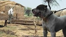 World famous Father of the Pure Bully Kutta   9 lakhia