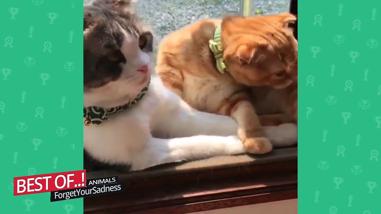 Funny Cats Compilation [Most See] Funny Cat Videos Ever Part 3