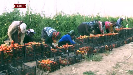 Okul ve çeyiz paralarını tarlada kazanıyorlar