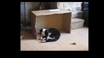 Funny Videos 2014 - Funny Cats Video - Funny Cat Videos Ever - Funny Animals Funny Fails 2014 (29)