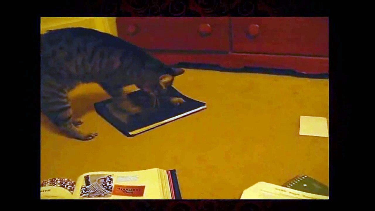 Funny Videos 2014 - Funny Cats Video - Funny Cat Videos Ever - Funny Animals Funny Fails 2014
