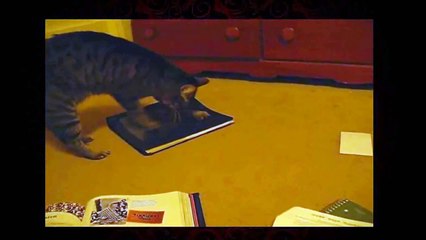 Funny Videos 2014 - Funny Cats Video - Funny Cat Videos Ever - Funny Animals Funny Fails 2014