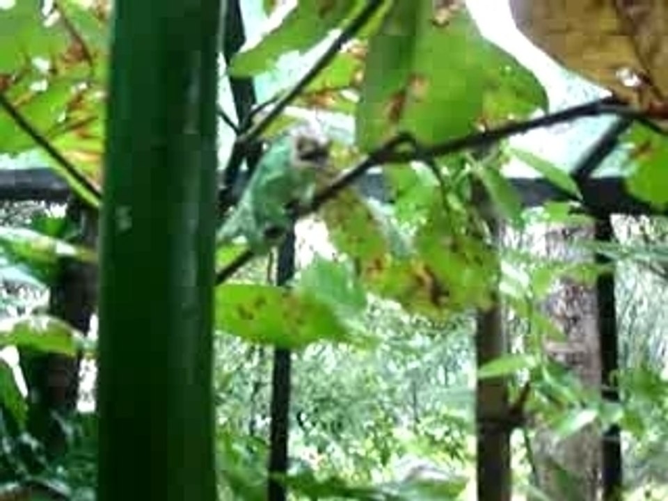 Caméléon mange sauterelle