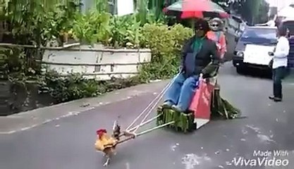 Un coq pas comme les autres