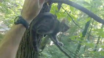 Tree-Climbing Cat Savior Celebrates 100th Furry Rescue