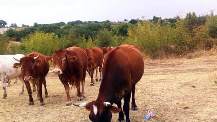 Animals - Nimfea / Komotini GR