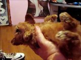 Toy Poodle Puppies FuzzyWuzzyPups.com Sweet baby Boy!!