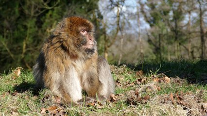 Barbary Macaque - Ultra High Definition Video HD