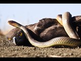 Eagle vs Cobra | Most Amazing Wild Animal Attacks