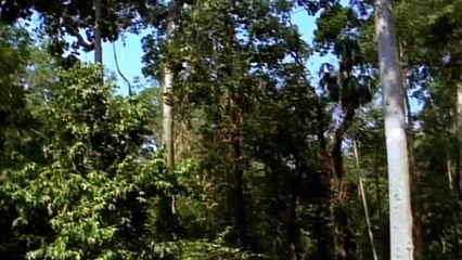 Wild Indonesia (Ep1) Island Castaways