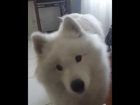 Confused Samoyed Gives Owner Quizzical Stare and Growl