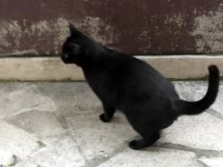 chat et souris à Paris...