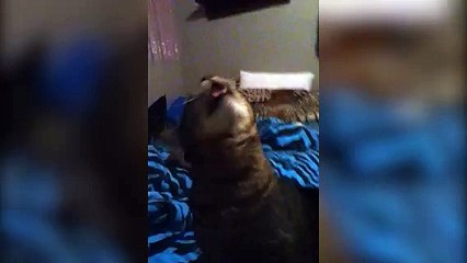 Funny Cat Makes Hilarious Noise