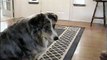 Smart Collie Won't Take Treats From Mailman