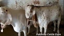 Heaviest    Bakra Qurbani    Rawalpindi    Eid ul adha    Bakra Eid