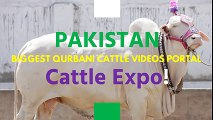 Bakra Mandi    2016    2017    Islamabad    Eid ul adha    Bakra Eid (3)