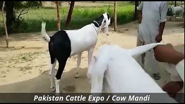 Bakra Mandi 2016 2017 Islamabad Eid ul adha Bakra Eid