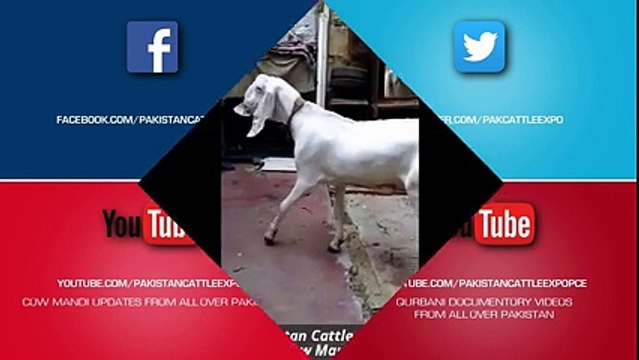 Bakra Mandi 2016 2017 Karachi Bakra Eid in Pakistan Sohrab Goth