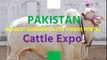 Bakra Mandi    2016    2017    Islamabad    Eid ul adha    Bakra Eid (2)