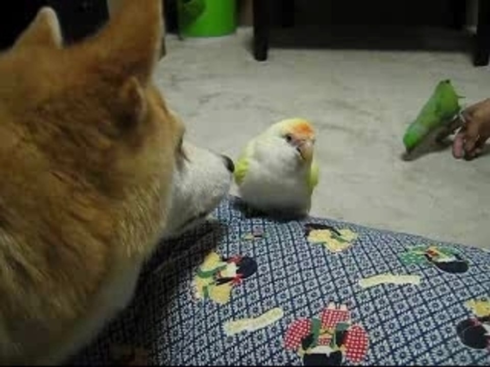 インコ