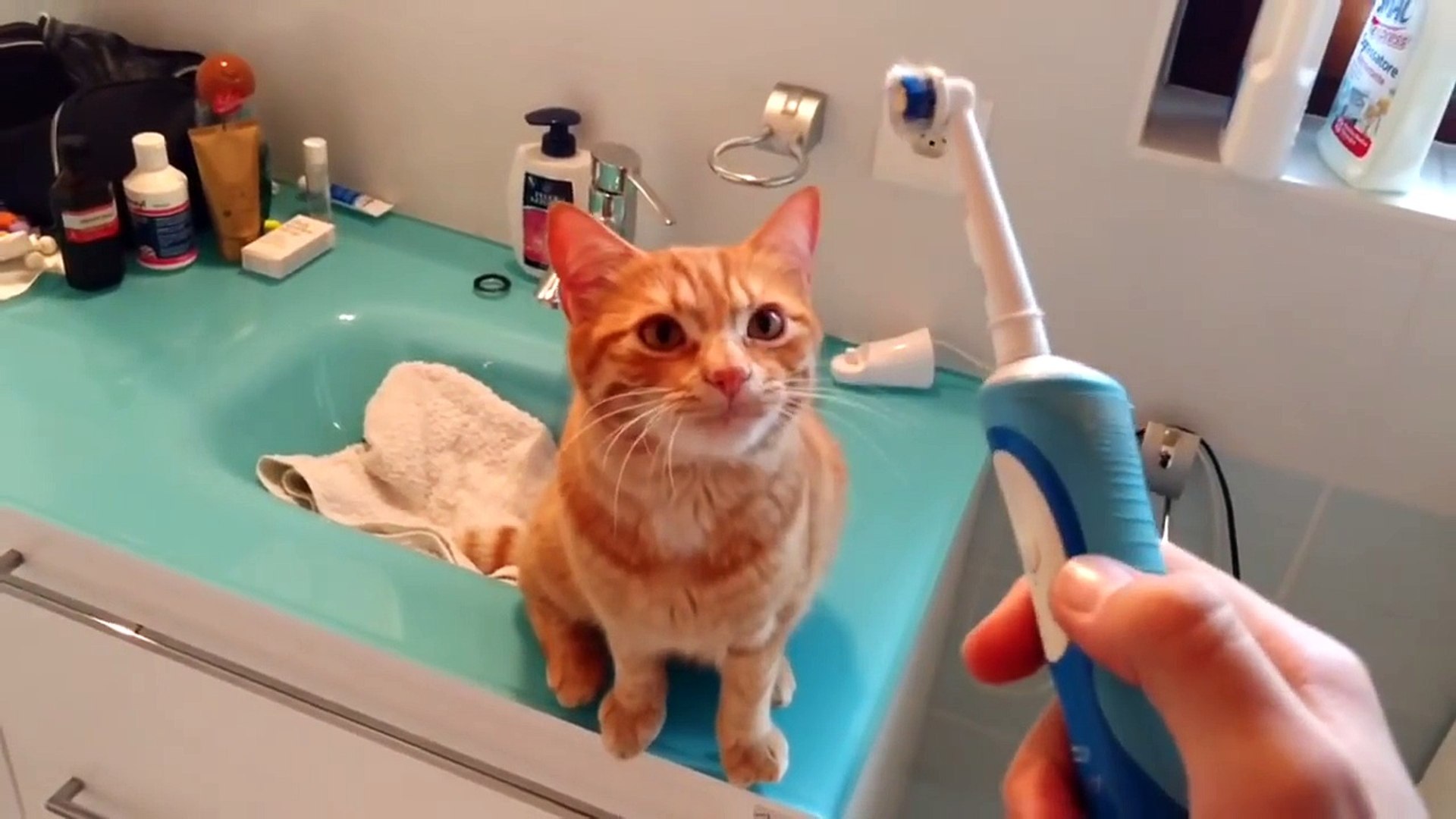 Un chat propre et au top de la technologie! Il aime les brosses à dent  électriques... - Vidéo Dailymotion