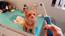 Un chat propre et au top de la technologie! Il aime les brosses à dent électriques...