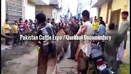 Camel Qurbani    2016    2017    Out of control    Eid video 6    Professional Qasai