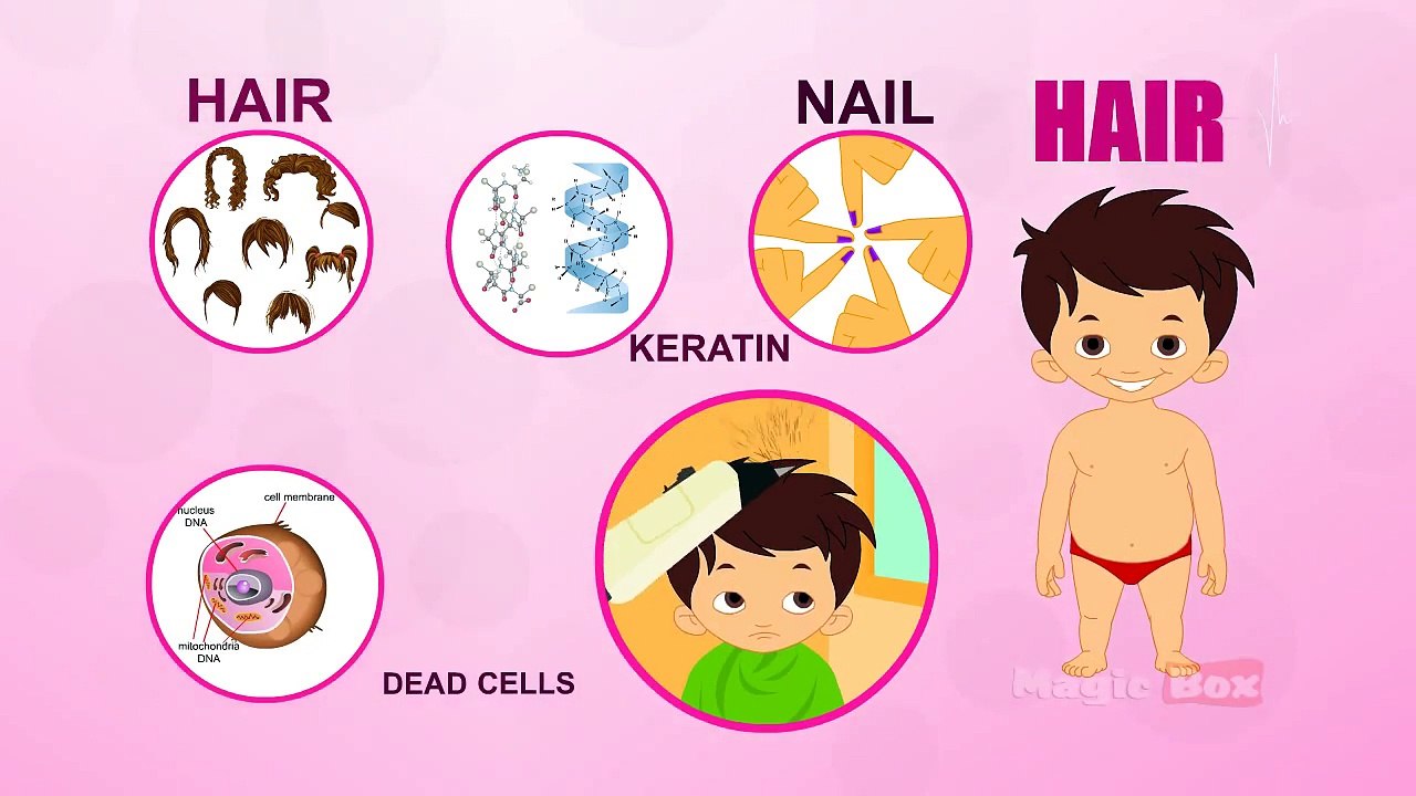 Hair - Human Body Parts In Tamil - Pre School - Animated Videos For Kids
