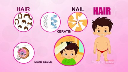 Hair - Human Body Parts In Tamil - Pre School - Animated Videos For Kids