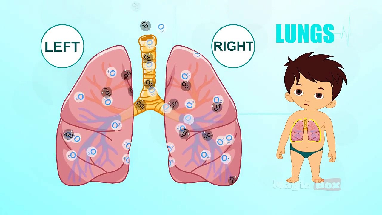 Lungs - Human Body Parts In Tamil - Pre School - Animated Videos For Kids