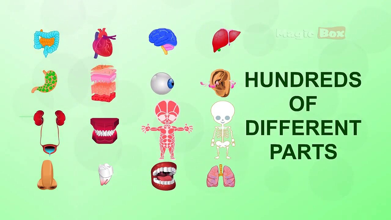 Introduction - Human Body Parts In Tamil - Pre School - Animated Videos For Kids