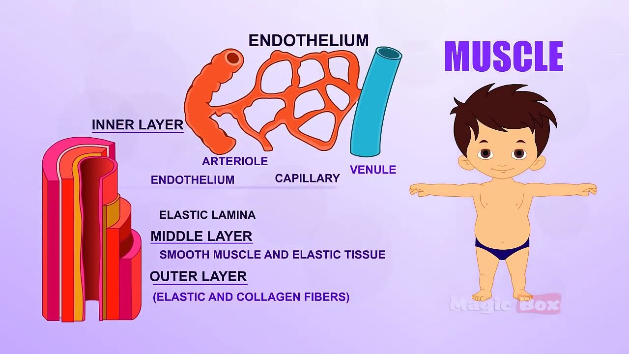 Muscle - Human Body Parts In Tamil - Pre School - Animated Videos For Kids