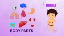Kidney - Human Body Parts In Tamil - Pre School - Animated Videos For Kids
