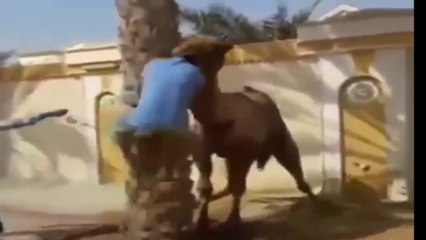 Dangerous Camel Qurbani- bachat hogae bandy ki