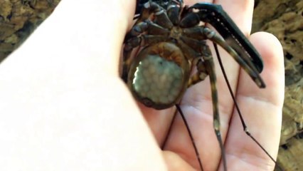 Araignée pleine d'oeufs... Beau et terrifiant!