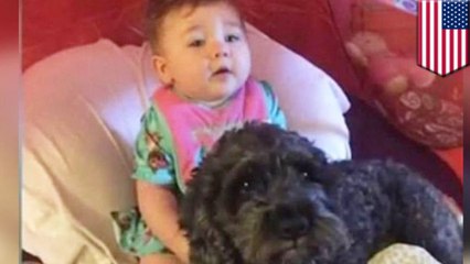 애완견, 불타는 집에서 아기를 지키기 위해 자신의 목숨 희생해