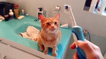 Un chat adore la brosse à dents électrique