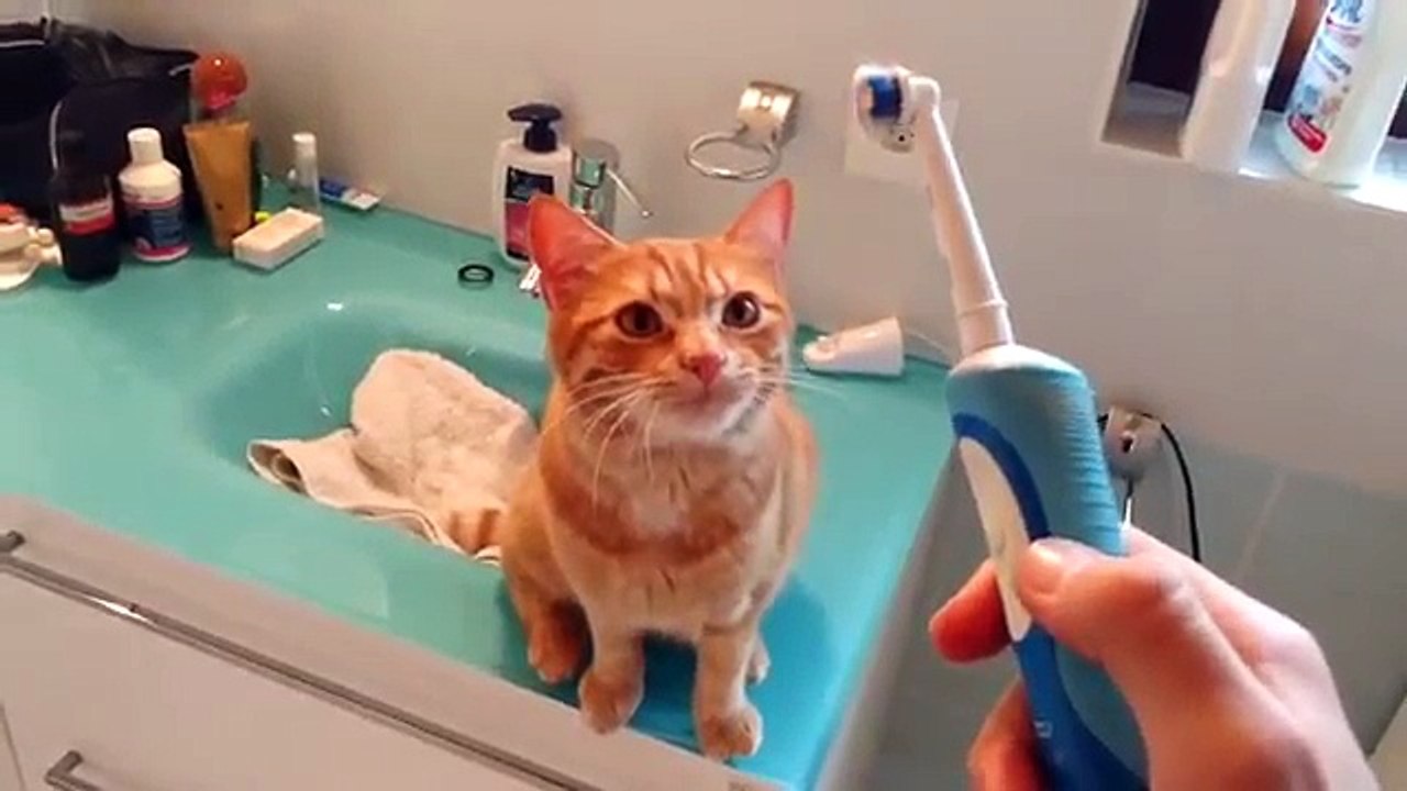 Un chat adore la brosse à dents électrique