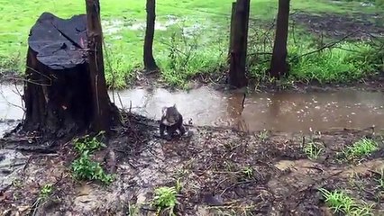 Un petit koala sauvage se retrouve perdu au milieu de chemins inondés