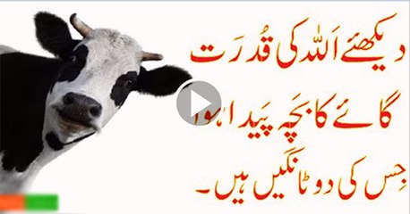 Miracle-of-God-Two-Legg-of-The-cow-Book-on islamic History