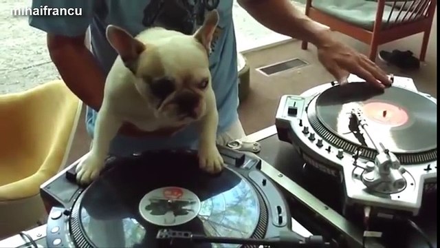 Funny Pugs Compilation 2014 - Funny Pug Dogs Videos