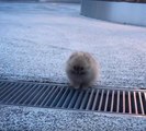 Adorable Tiny Pomeranian Learns to Leap Across Terrifying Gap